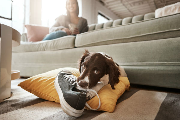 Dog & puppy guides