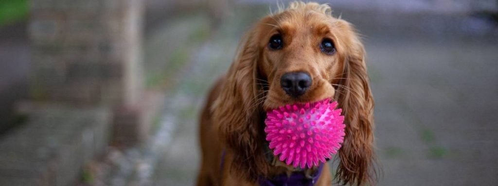Nervous dog