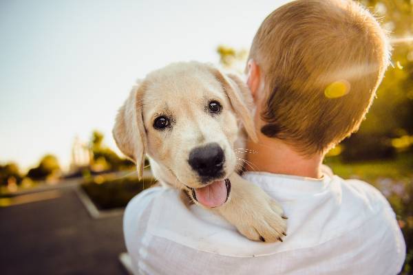 Getting a dog