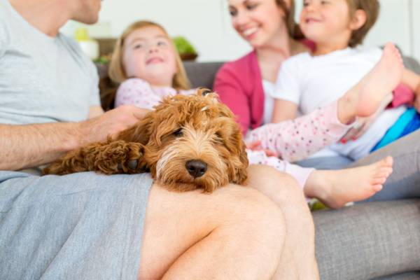 Your new dog