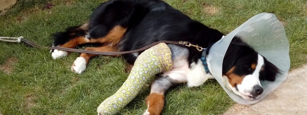elbow dysplasia