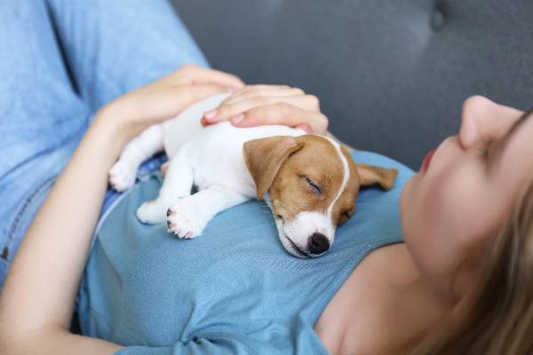  First aid for dogs